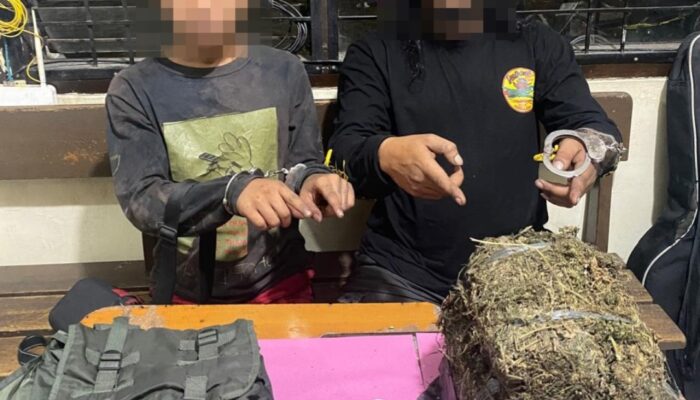 Polres Payakumbuh Bekuk Dua Pengedar Ganja, 3,8 Kilo