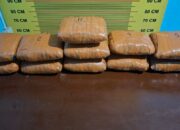 Polres Pasaman Tangkap Peredaran Ganja, 11 Paket Besar Disita