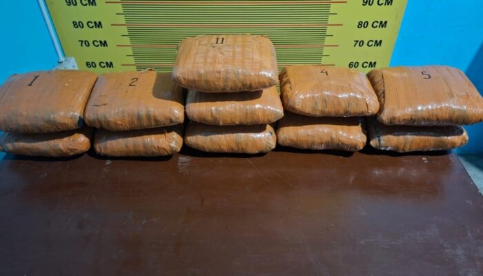 Polres Pasaman Tangkap Peredaran Ganja, 11 Paket Besar Disita