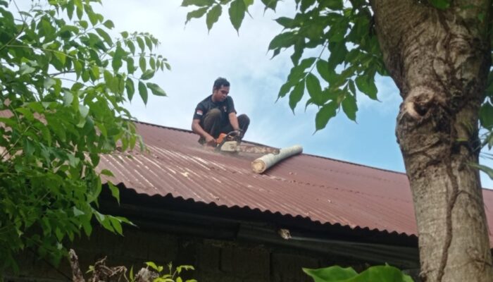 Pohon Tumbang Timpa Rumah Warga di Pasia Nan Tigo
