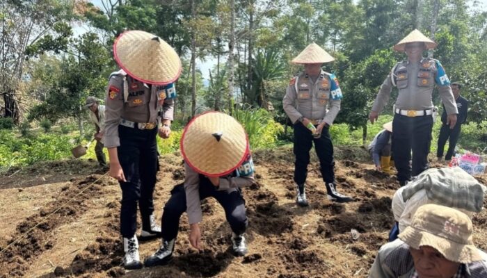 Bidpropam Polda Sumbar Tanam Jagung, Di Nagari Lasi