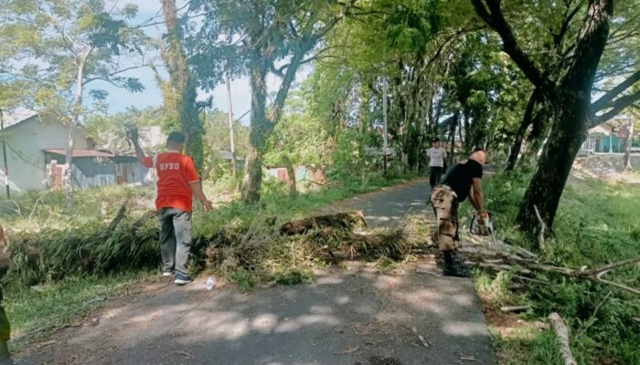Pohon Tumbang Timpa Kabel Listrik dan Ganggu Akses Jalan di Lapai