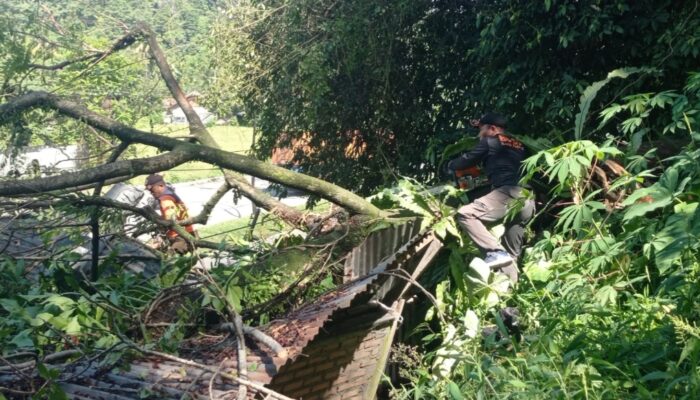 Pohon Tumbang Timpa Rumah Makan dan Tutupi Jalan di Padang Besi
