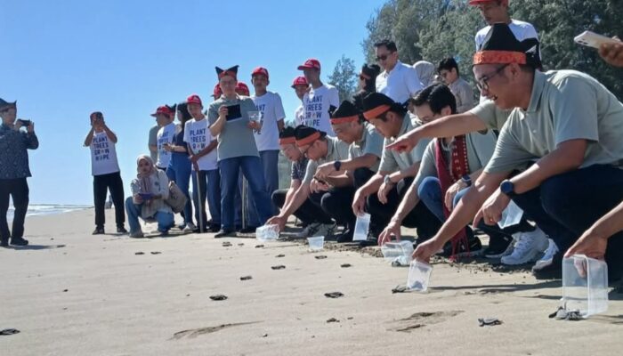 JSTC Tanam 16 Ribu Mangrove dan Lepas Tukik di Pesisir Padang