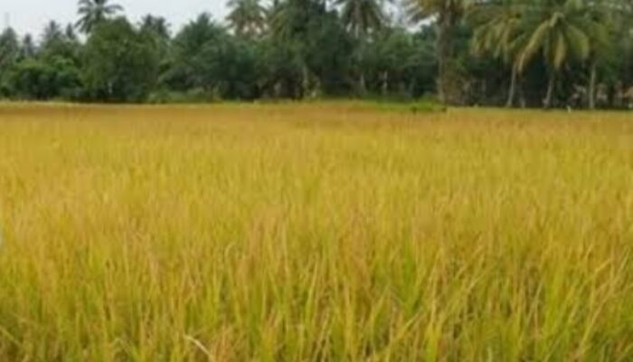Produksi Padi Kota Padang Hampir 20 Ribu Ton Agustus 2025