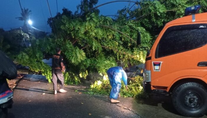Pohon Tumbang di Lubek Timpa Kabel dan Kanopi Rumah Warga