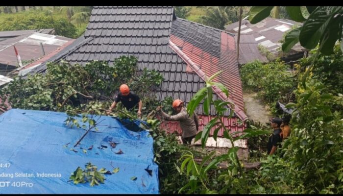 Hujan Disertai Angin Kencang, Pohon Tumbang Timpa Rumah Warga