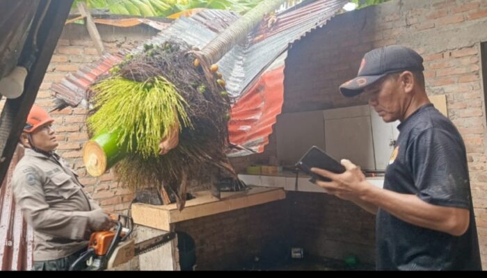 Pohon Pinang Tumbang Timpa Rumah Beruntung Tak Ada Korban