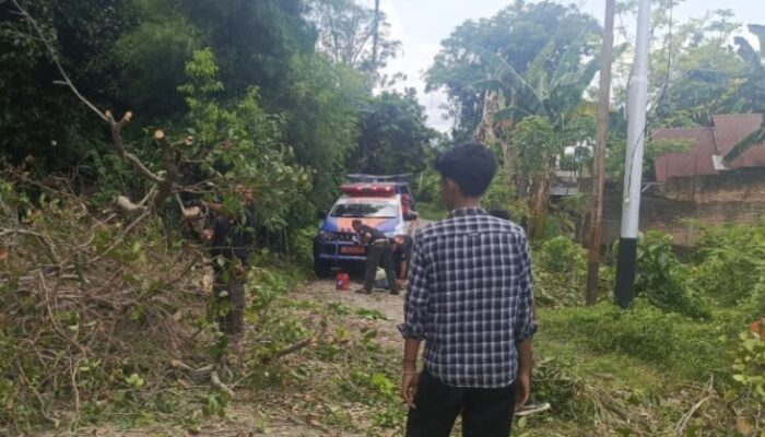 Pohon Tumbang Hambat Akses Jalan di Koto Tangah