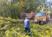 Pohon Besar Samping UBH Tumbang Hambat Akses Jalan