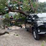 Pohon Tumbang di By Pass Padang Timpa Satu Mobil