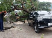 Pohon Tumbang di By Pass Padang Timpa Satu Mobil
