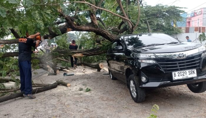 Pohon Tumbang di By Pass Padang Timpa Satu Mobil