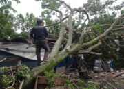 Hujan dan Angin Kencang, Pohon Tumbang Timpa Bengkel di Ulak Karang