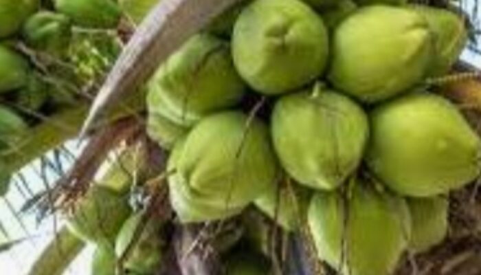Manfaat Buah Kelapa, dari Air Hingga Sabutnya, Obat Herbal Multikhasiat