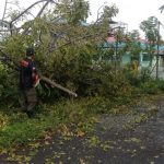 Pohon Tumbang Ganggu Listrik dan Jaringan Komunikasi