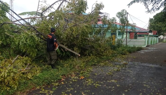 Pohon Tumbang Ganggu Listrik dan Jaringan Komunikasi