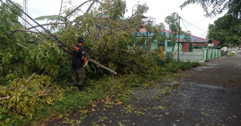 Pohon Tumbang Ganggu Listrik dan Jaringan Komunikasi