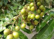 Bukan Sekedar Manis Buah Matoa Bermanfaat Buat Kesehatan