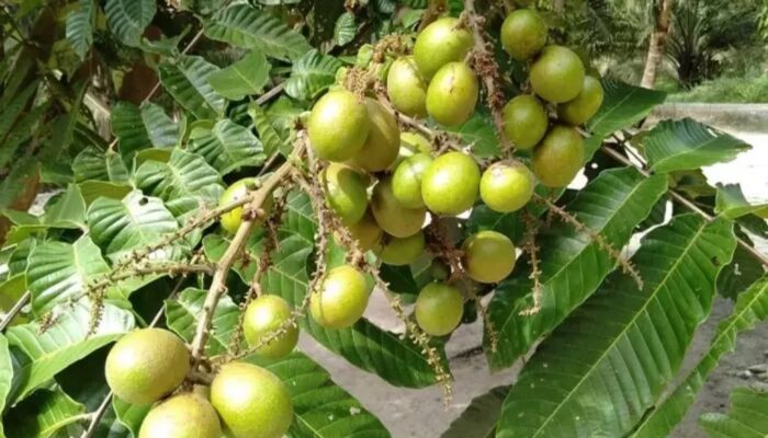 Bukan Sekedar Manis Buah Matoa Bermanfaat Buat Kesehatan