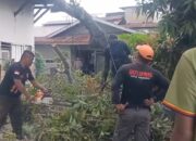 Pohon Alpukat Tumbang Timpa Rumah Warga di Belakang Pondok