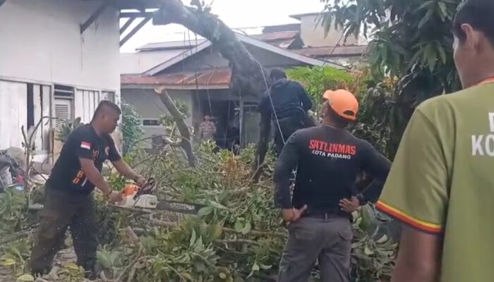 Pohon Alpukat Tumbang Timpa Rumah Warga di Belakang Pondok