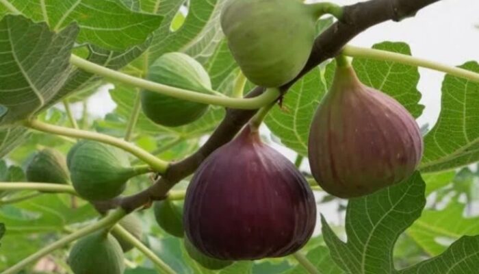 Rahasia Kesehatan “Buah Surga” dalam Al-Qur’an