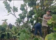 Hujan, Angin Kencang, Dua Pohon Tumbang Timpa Rumah