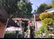 Pohon Beringin Tumbang Timpa Tiga Rumah di Padang Selatan