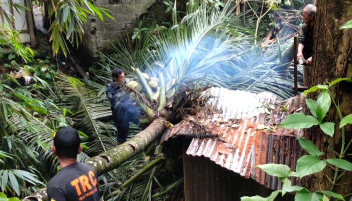 Hujan dan Angin Kencang Pohon Kelapa Tumbang Timpa Dapur Warga
