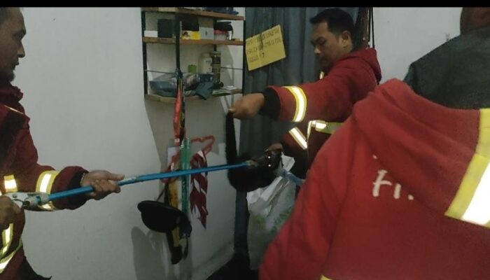 Damkar Padang Tangkap Seekor Musang dqlam Lemari Warga di Surau Gadang