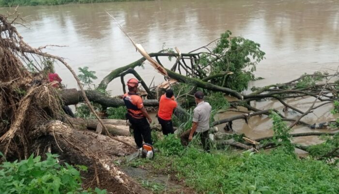Pohon Besar Tumbang Hambat Aliran Banjir Kanal di Siteba Padang
