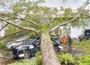 Dua Mobil di Parkiran Hotel Mercure Padang Tertimpa Pohon