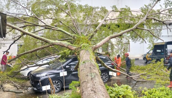 Dua Mobil di Parkiran Hotel Mercure Padang Tertimpa Pohon