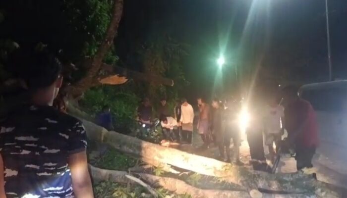 Pohon Tumbang di Jalan Padang -Painan, Timpa Mobil dan Motor