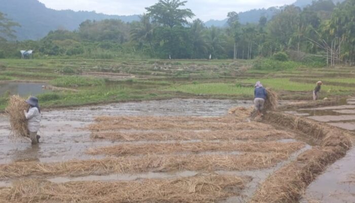 WALHI Sumbar: 651 Hektare Sawah di Teluk Kabung Berisiko