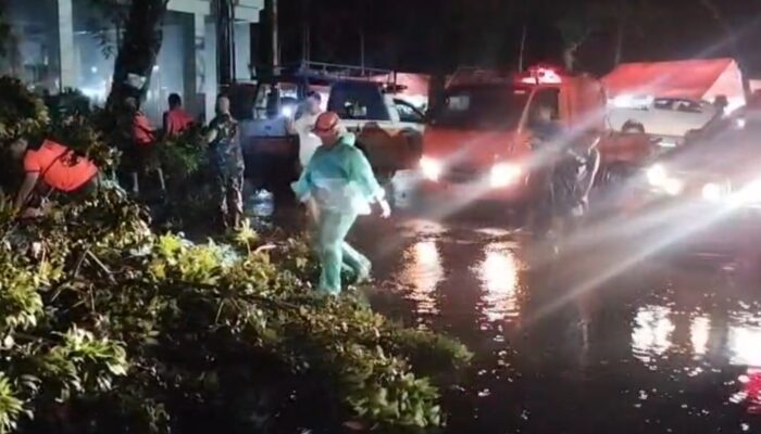 Pohon Mahoni Tumbang di Padang Barat, Akses Jalan Sempat Terhambat