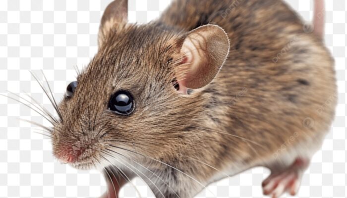 Cara Mengusir Tikus Secara Alami dan Efektif, Rumah Bebas Sarang Penyakit