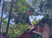 Pohon Mangga Tumbang Timpa Rumah Warga di Mata Air Padang