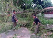 Pohon Lansano Tumbang di Lubeg Akses Jalan Sempat Terganggu