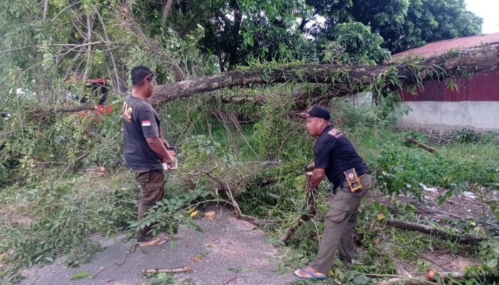 Pohon Lansano Tumbang di Lubeg Akses Jalan Sempat Terganggu
