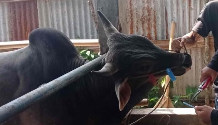 Pemko Padang Pakai Sistem Barcode untuk Pembagian Daging Kurban