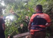 Pohon Tumbang di Jalur Padang–Painan Picu Kemacetan 2 Kilometer
