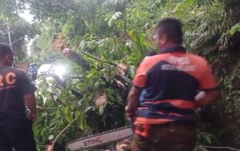 Pohon Tumbang di Jalur Padang–Painan Picu Kemacetan 2 Kilometer