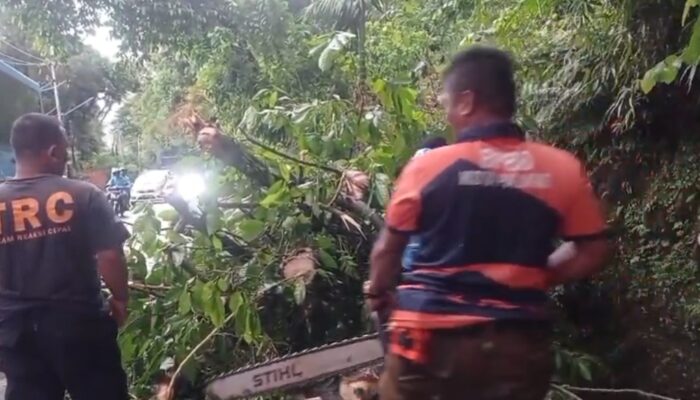 Pohon Tumbang di Jalur Padang–Painan Picu Kemacetan 2 Kilometer