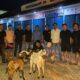 Dua Pria Dibekuk Polisi Saat Mau Jual Kambing Hasil Curian