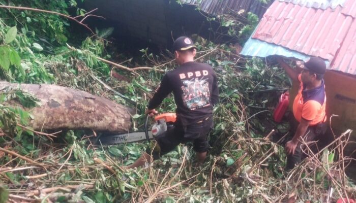Hujan & Angin Kencang, Pohon Besar Tumbang Timpa Rumah di Lubuk Begalung