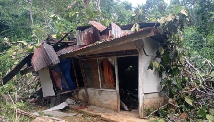 Pohon Raksasa Tumbang Timpa Rumah Remuk di Bukit Gado-Gado Padang