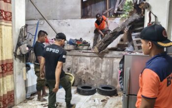 Pohon Karet Tumbang Timpa Rumah Warga di Pampangan Padang