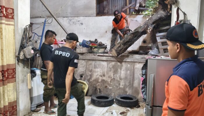 Pohon Karet Tumbang Timpa Rumah Warga di Pampangan Padang